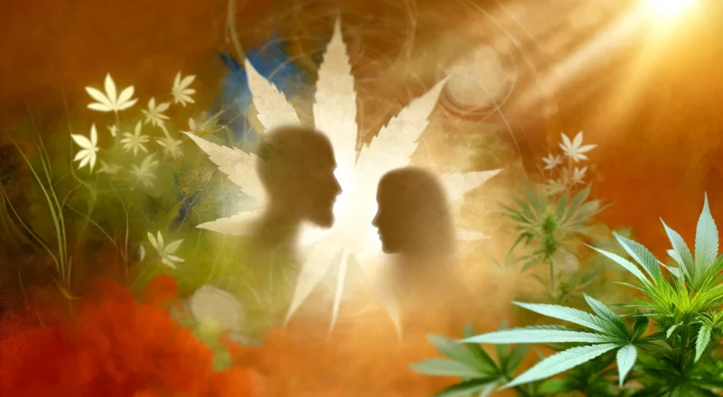 Cannabis